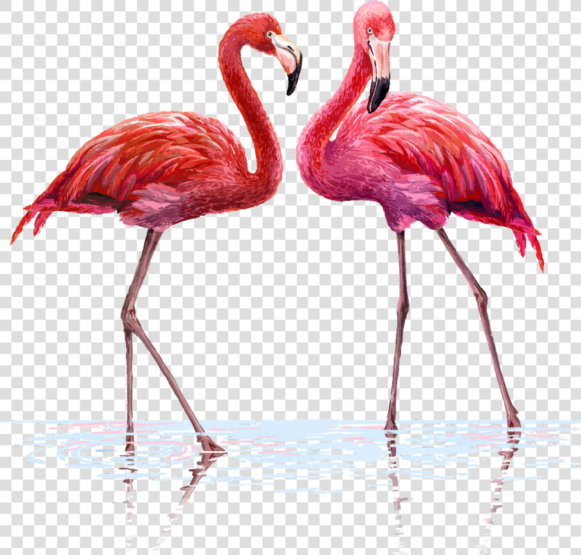 Transparent Flamingo Clipart   Flamingo Png  Png DownloadTransparent PNG