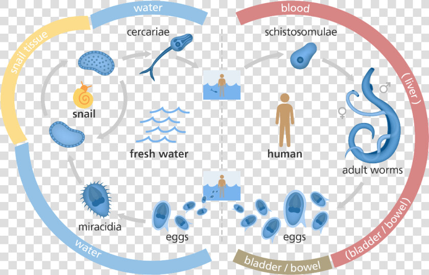 Illustration Showing The Life Cycle Of The Schistosome   Schistosome Life Cycle  HD Png DownloadTransparent PNG