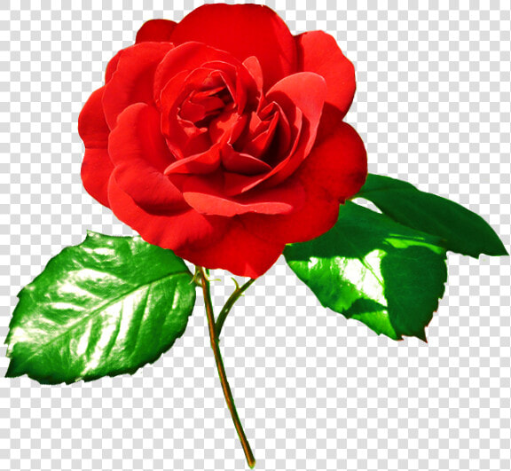 Rose Image Red Rose   Red Rose With Green Leaves  HD Png DownloadTransparent PNG