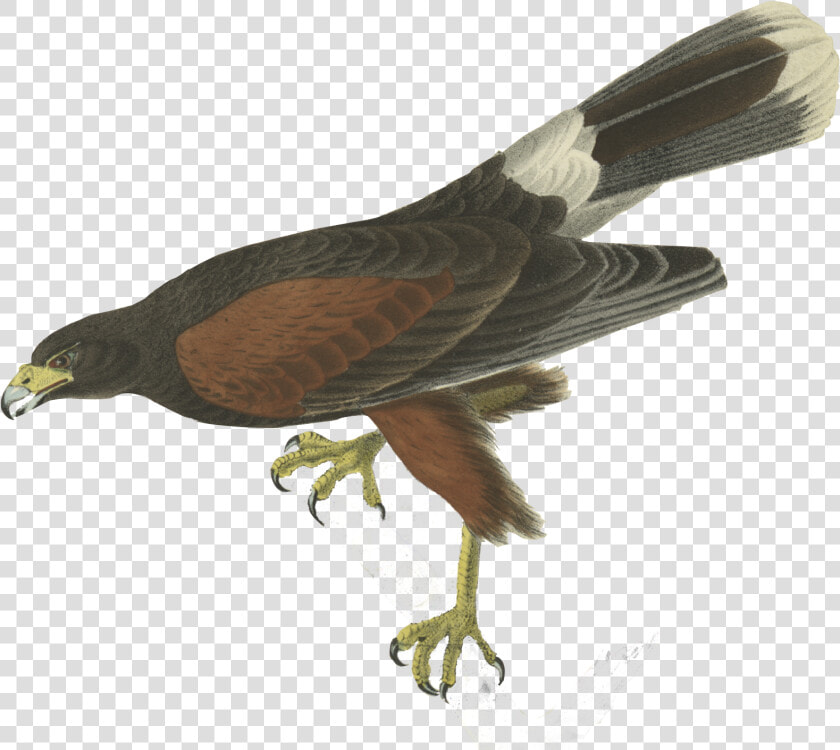 Bird   John James Audubon Birds  HD Png DownloadTransparent PNG