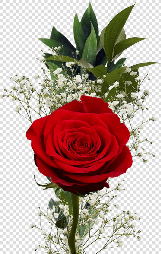 Flower Fundraiser Bouquets Single Roses With Fillers   Rose  HD Png DownloadTransparent PNG