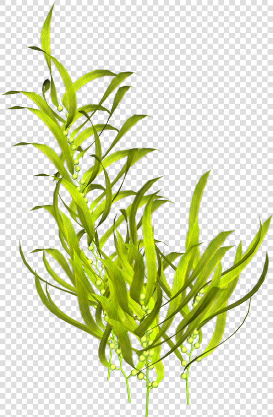 Seaweed Aquatic Plants Clip Art   Seaweed Png  Transparent PngTransparent PNG