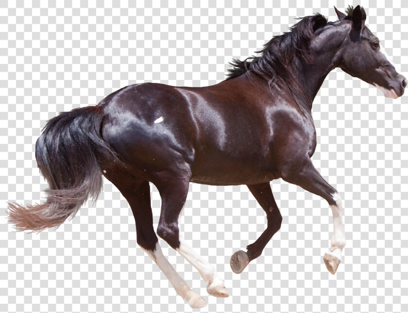 Transparent Stallion Clipart   Running Horse Png Transparent  Png DownloadTransparent PNG