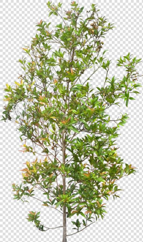 Transparent Transparent Background Shrubs Png  Png DownloadTransparent PNG