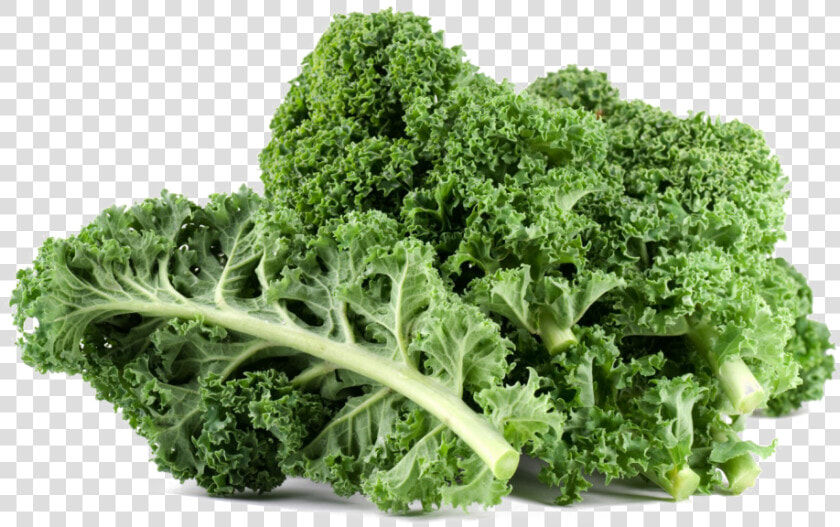 Download Kale Png File For Designing Project   Kale Vegetable  Transparent PngTransparent PNG