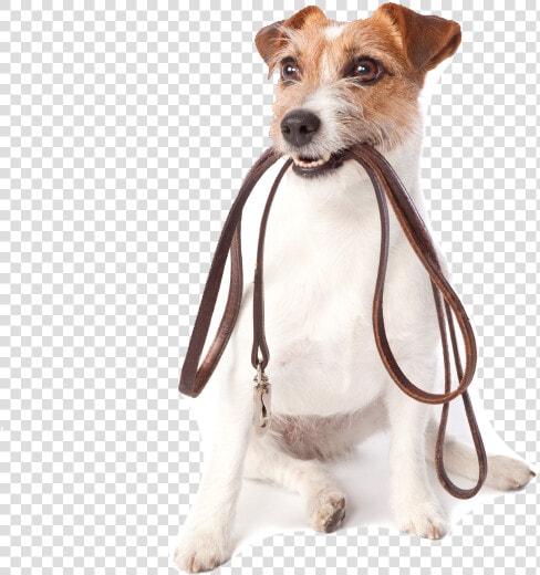 Pet Sitting Dog Walking Dog Daycare   Dog Walk White Background  HD Png DownloadTransparent PNG