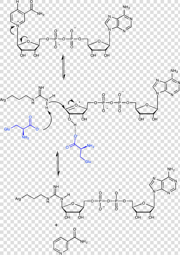 Adp Ribosylation Mechanism   Poly Adp Ribosylation  HD Png DownloadTransparent PNG