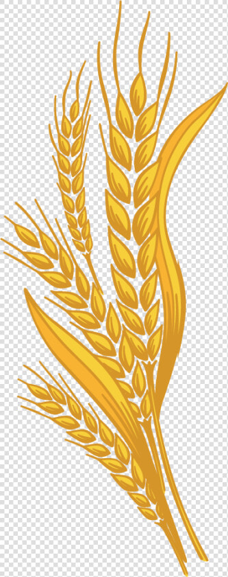 Wheat Png   Trigo Cerveja Png  Transparent PngTransparent PNG