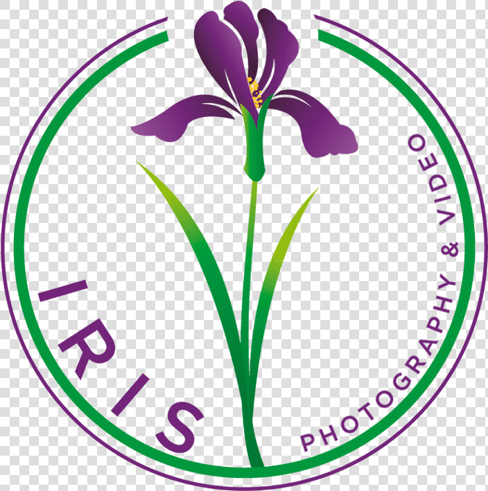 Purple Iris Png   Iris  Transparent PngTransparent PNG