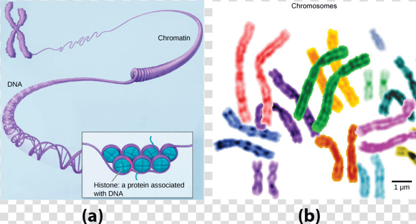 In This Illustration  Dna Tightly Coiled Into Two Thick   Genes And The Human Genome  HD Png DownloadTransparent PNG