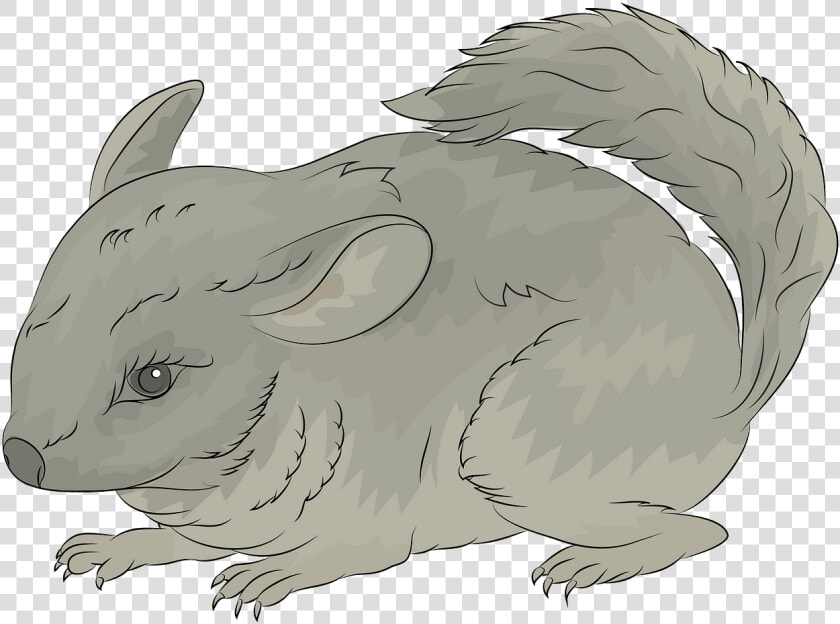 Chinchilla  HD Png DownloadTransparent PNG