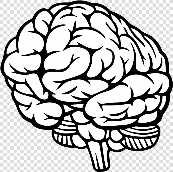 Transparent Brain Clipart Png   Human Brain Drawing Png  Png DownloadTransparent PNG