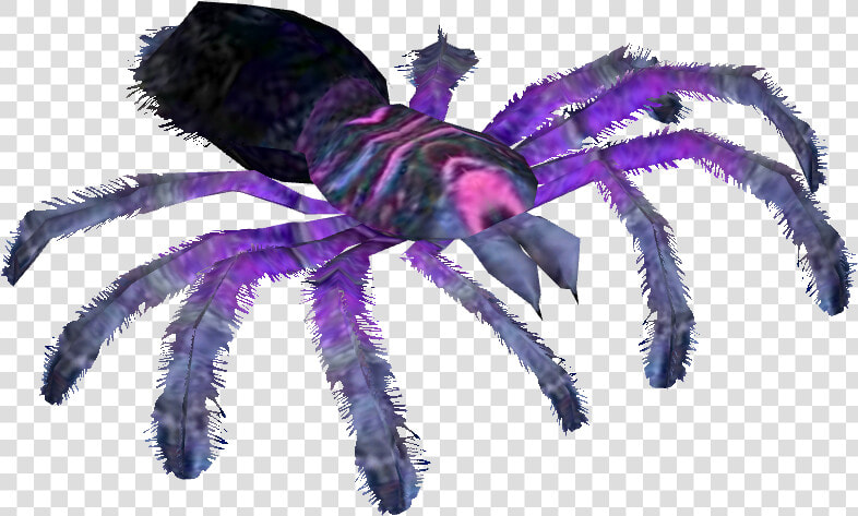 Transparent Cobalt Blue Tarantula  HD Png DownloadTransparent PNG