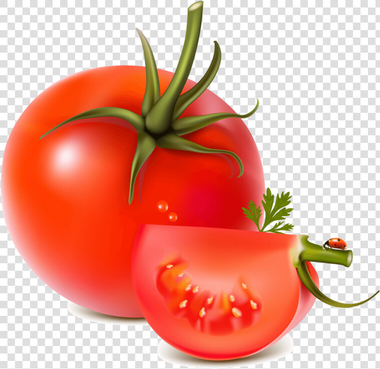 Tomato Png Image   Tomato Vector Png  Transparent PngTransparent PNG