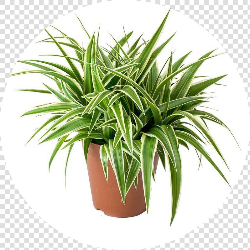 Chloropythum Comosum   Spider Plant Terracotta Pot  HD Png DownloadTransparent PNG