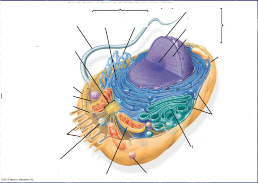 Campbell Biology Animal Cell  HD Png DownloadTransparent PNG