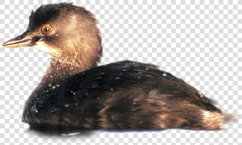 Ruddy Duck  HD Png DownloadTransparent PNG