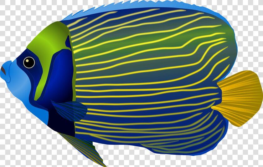 Papua New Guinea Underwater   Sea Fish Png Transparent Background  Png DownloadTransparent PNG