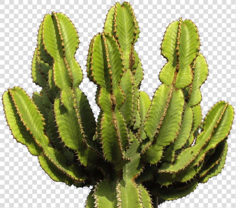 Download Cactus Clipart Png Photo   Cactus Png  Transparent PngTransparent PNG