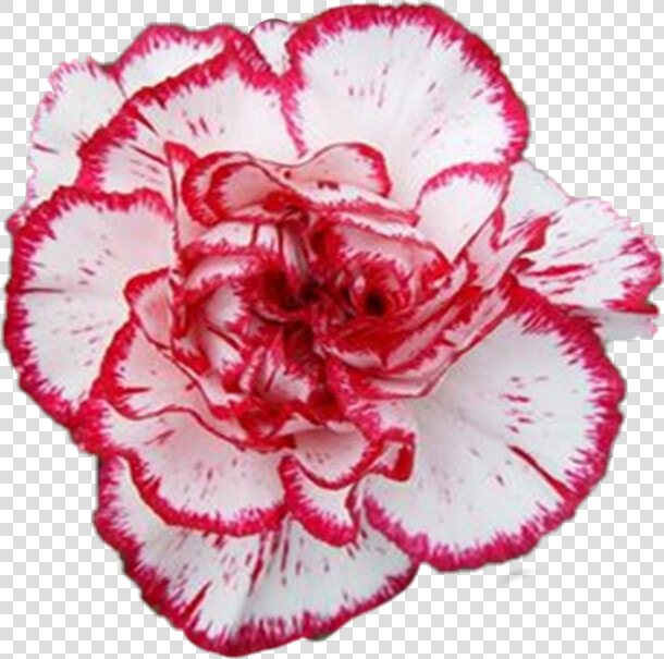  carnation  flower   Carnation  HD Png DownloadTransparent PNG