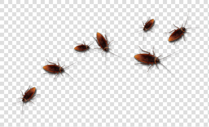 Roaches Png  Transparent PngTransparent PNG