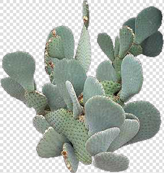 Prickly Pear Cactus Transparent Background  HD Png DownloadTransparent PNG