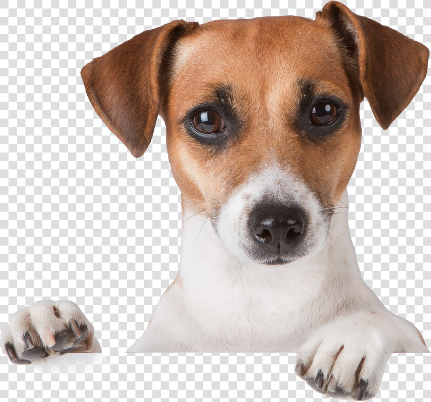 Dog Png   Jack Russell Puppies Tan And White  Transparent PngTransparent PNG