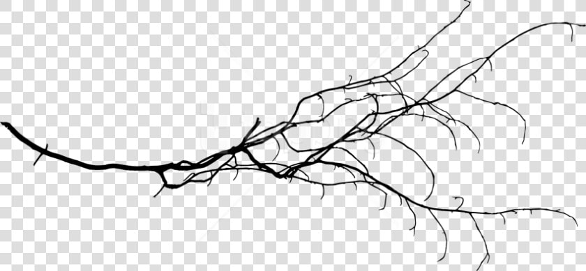 Tree Branch Png Transparent Background   Tree Branch Drawing Png  Png DownloadTransparent PNG