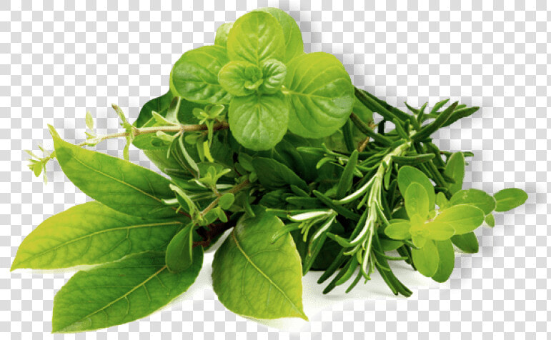 Transparent Mint Leaves Png   National More Herbs Less Salt Day  Png DownloadTransparent PNG