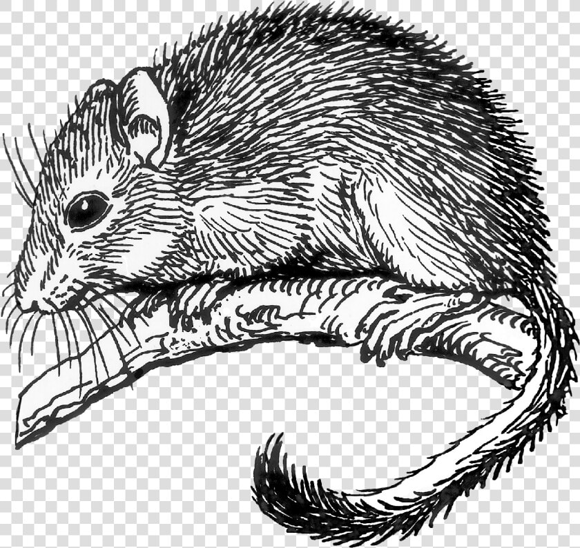 Dormouse   Dormouse Drawing  HD Png DownloadTransparent PNG