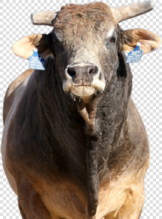 Transparent Bull Riding Png   Bull  Png DownloadTransparent PNG