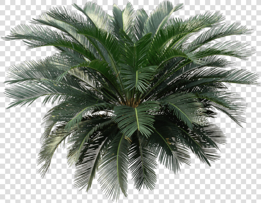 Sago Palm Png  Transparent PngTransparent PNG