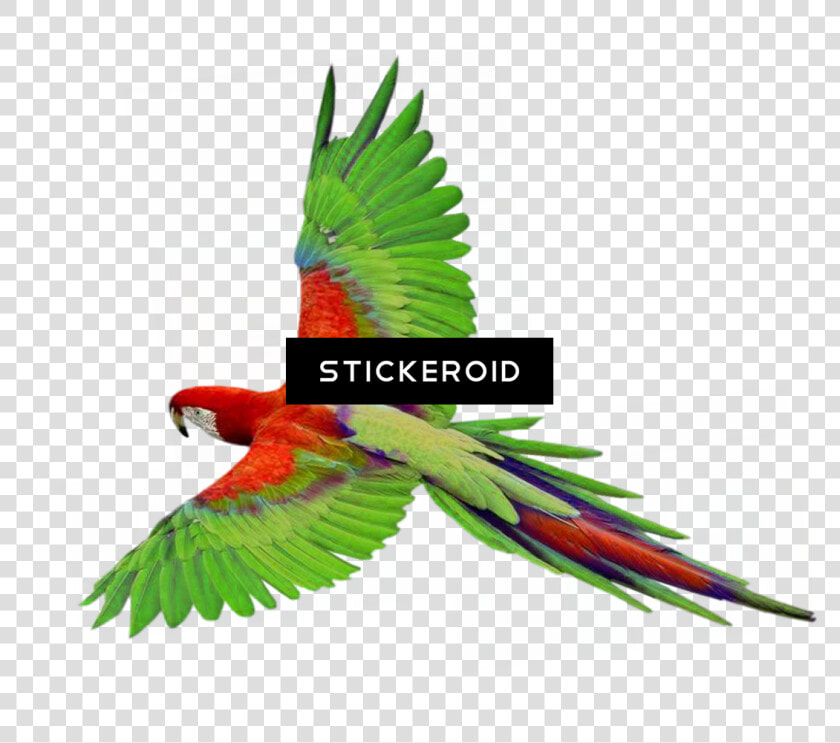 Indian Parrot Png   Flying Parrot Gif Png  Transparent PngTransparent PNG