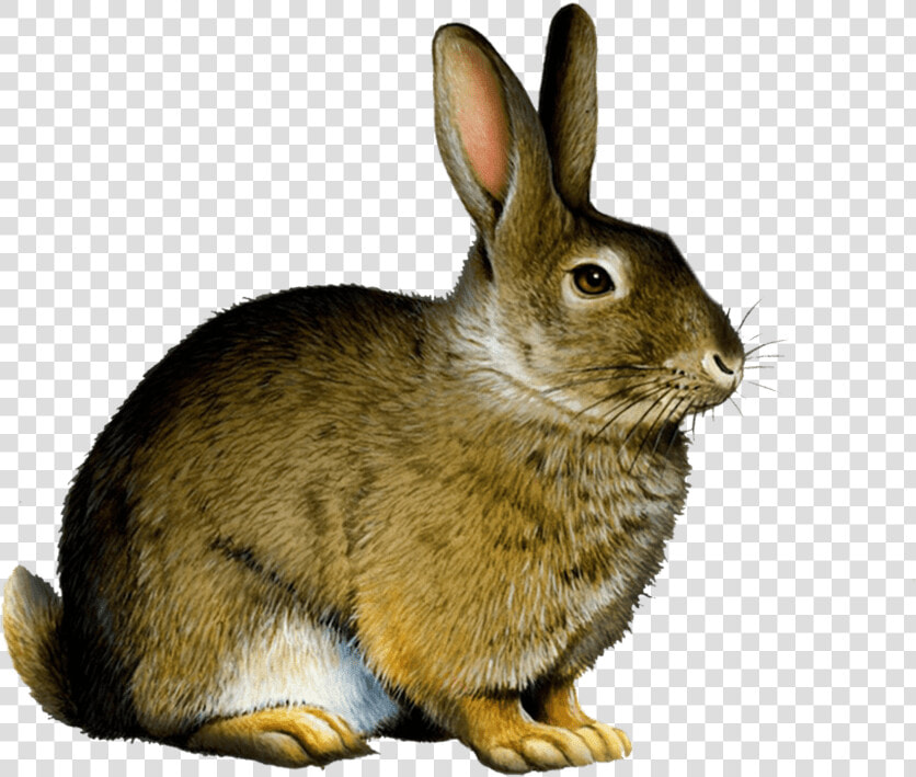 Bunny Rabbit Png   Rabbit Png  Transparent PngTransparent PNG