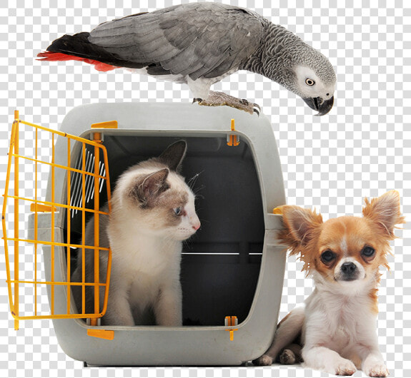 Image Of A Cat In A Pet Carrier Next To Small White   Evacuation Pet  HD Png DownloadTransparent PNG