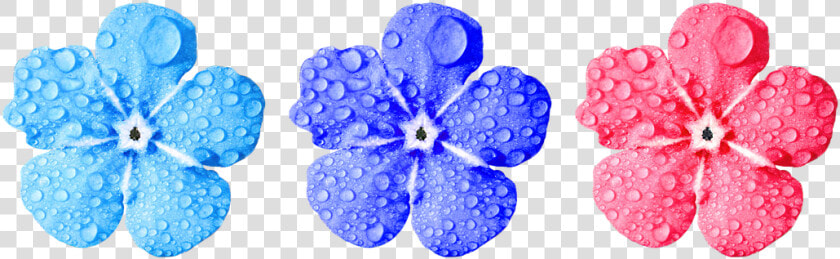 Flower  Forget Me Not  Close Up  Leaves  HD Png DownloadTransparent PNG