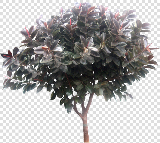 Transparent Ficus Tree Png   Ficus Elastica Tree Png  Png DownloadTransparent PNG