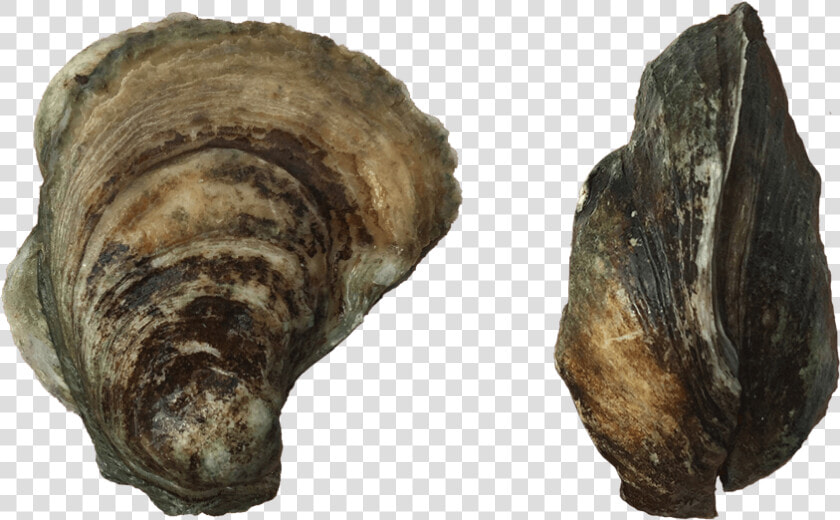 Port Royal Wild Oysters   Shell  HD Png DownloadTransparent PNG