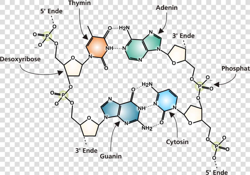 Dna Molecule Png   Chemical Diagram Of Dna  Transparent PngTransparent PNG