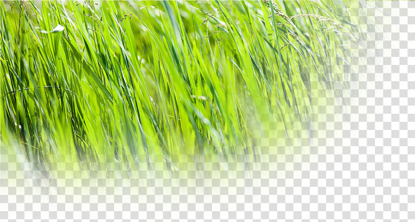 Grasses   Sweet Grass  HD Png DownloadTransparent PNG