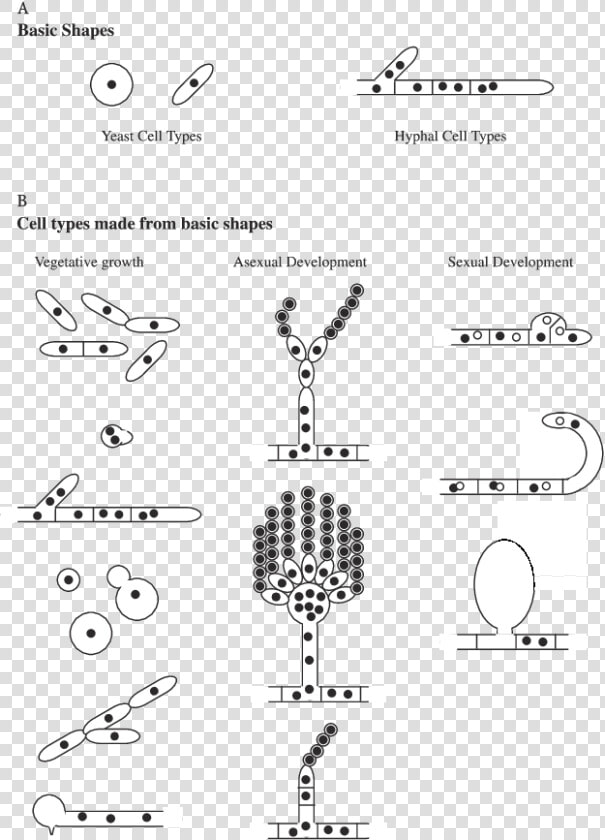 Cell Types In Fungi   Basic Shapes Of Yeast  HD Png DownloadTransparent PNG