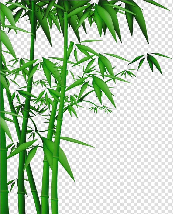 Transparent Bamboo Vector Png   Bamboo Tree Vector Png  Png DownloadTransparent PNG