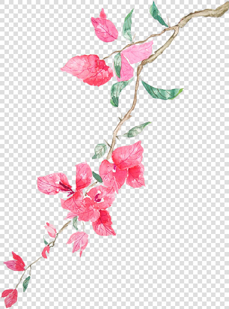 Watercolor Images Of Bougainvillea  HD Png DownloadTransparent PNG