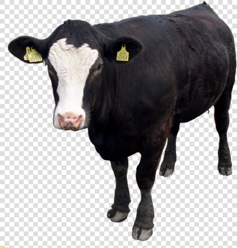 Cow Png Images Download   Beef Cattle Transparent Background  Png DownloadTransparent PNG