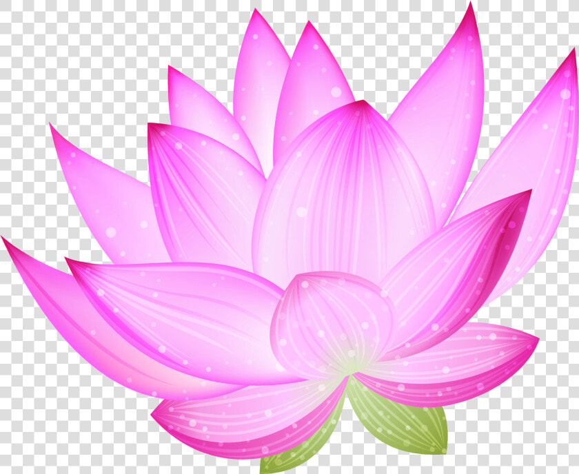 Nelumbo Nucifera Clip Art   Lotus Clipart  HD Png DownloadTransparent PNG