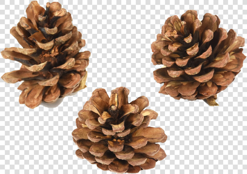 Pinecone Png Pic   Conifer Cone  Transparent PngTransparent PNG