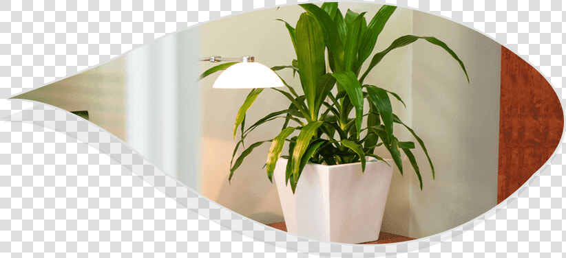 Best Indoor Plants For Office   Houseplant  HD Png DownloadTransparent PNG