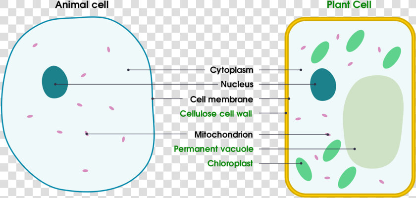 1 Basic Structure Of Animal And Plant Cells   Animal And Plant Cell Transparent Background  HD Png DownloadTransparent PNG