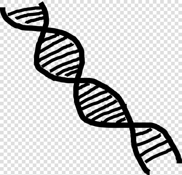 Dna Double Helix Clip Art   Dna Double Helix Transparent  HD Png DownloadTransparent PNG