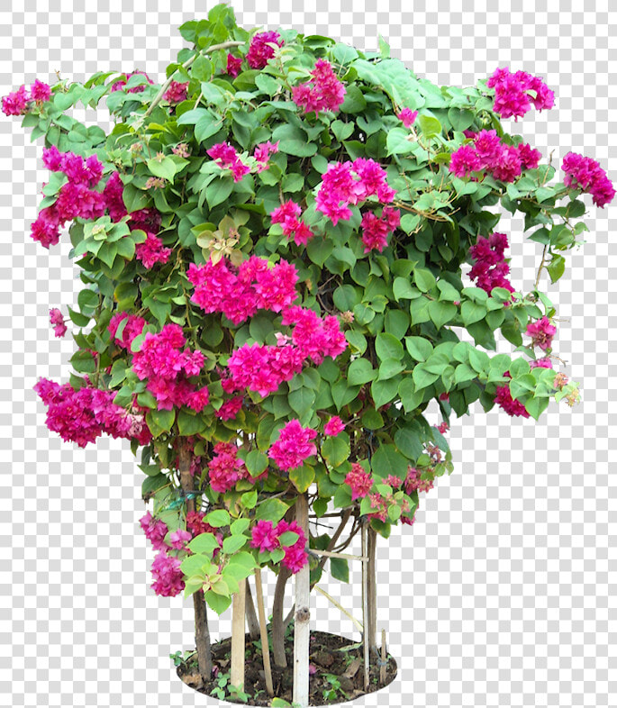 Tropical Plant Pictures   Bougainvillea Flower Tree Png  Transparent PngTransparent PNG